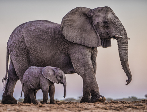Elephants - Mom and Child