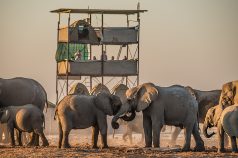 Elephants - Observing